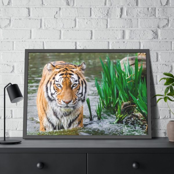 Tiger Walking Framed Poster