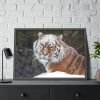 93854-427.jpg Free Siberian Tiger Framed Poster