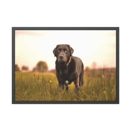 Black Labrador Retriever in Grass Field Framed Poster