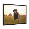 93854-429.jpg Black Labrador Retriever in Grass Field Framed Poster