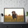 93854-431.jpg Black Labrador Retriever in Grass Field Framed Poster