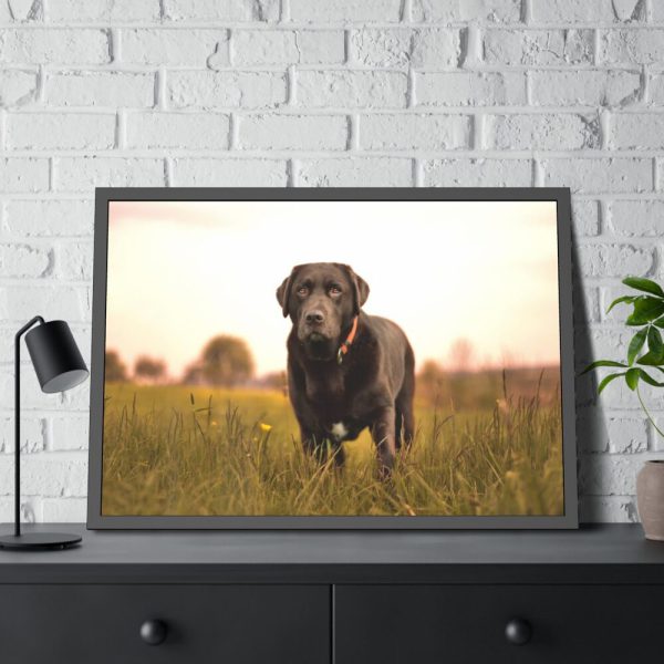 93854-431.jpg Black Labrador Retriever in Grass Field Framed Poster