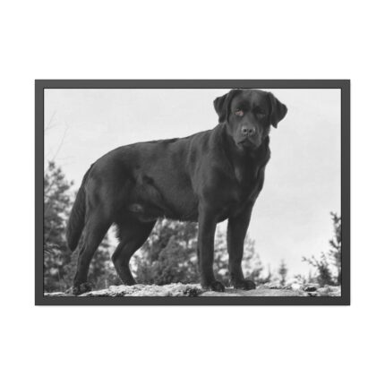 Black Labrador Dog Framed Poster