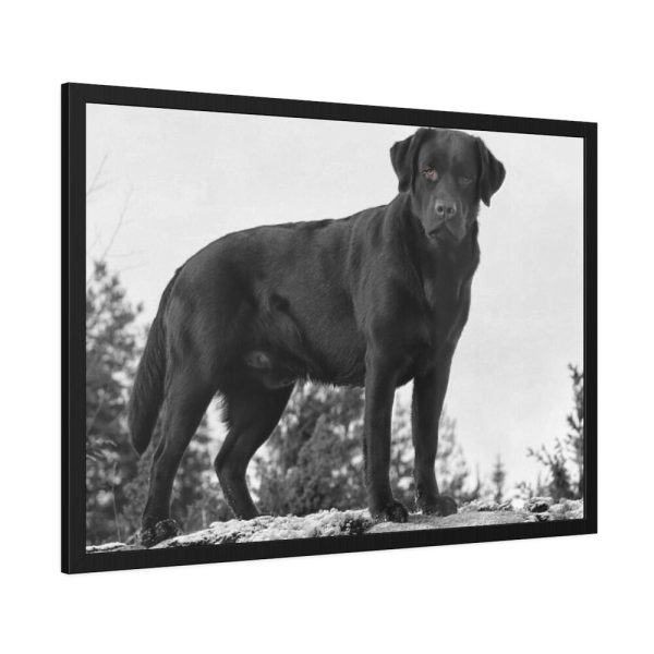 93854-477.jpg Black Labrador Dog Framed Poster