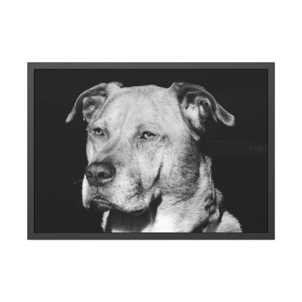 93854-480.jpg Dog Boxer Labrador Mixed Framed Poster