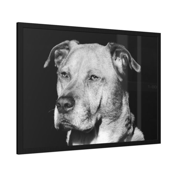 93854-481.jpg Dog Boxer Labrador Mixed Framed Poster