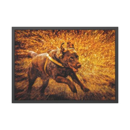 Black Labrador Runing in Field Framed Poster