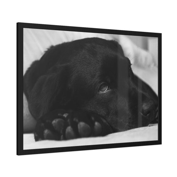 93854-489.jpg Sleepy Black Labrador Franed Poster
