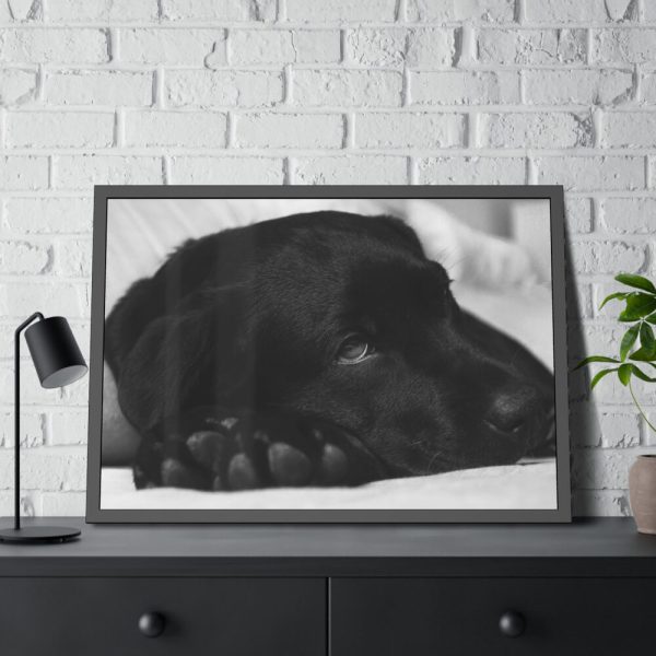 93854-491.jpg Sleepy Black Labrador Franed Poster