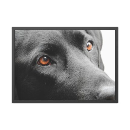 Beautiful Labradors Eyes Framed Poster