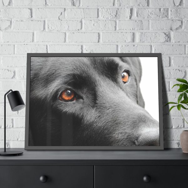 93854-495.jpg Beautiful Labradors Eyes Framed Poster