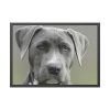 93854-496.jpg Grey Labrador with Blue Eyes Framed Poster