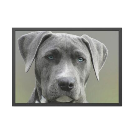 Grey Labrador with Blue Eyes Framed Poster