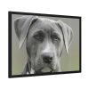 93854-497.jpg Grey Labrador with Blue Eyes Framed Poster