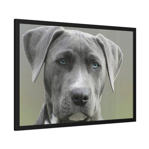 93854-497.jpg Grey Labrador with Blue Eyes Framed Poster
