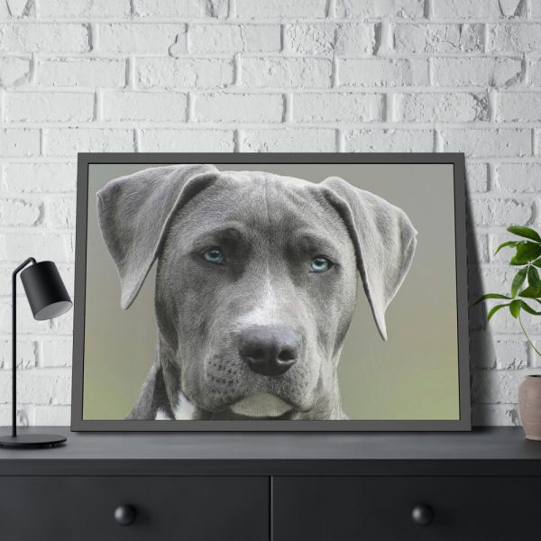93854-499.jpg Grey Labrador with Blue Eyes Framed Poster