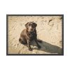 93854-500.jpg Labrador On the Sand Framed Poster