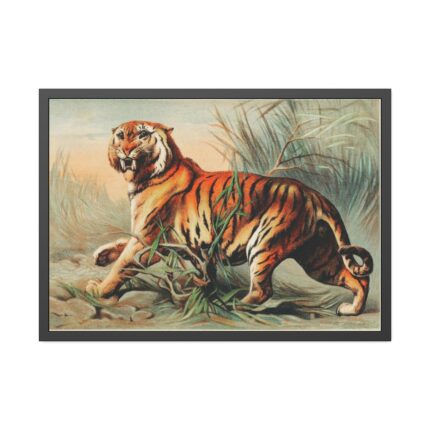 Royal Bengal Tiger by John Karst Framed Poster
