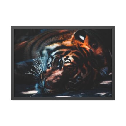 Close-up Tiger Head Resting in the Shade Framed Poster