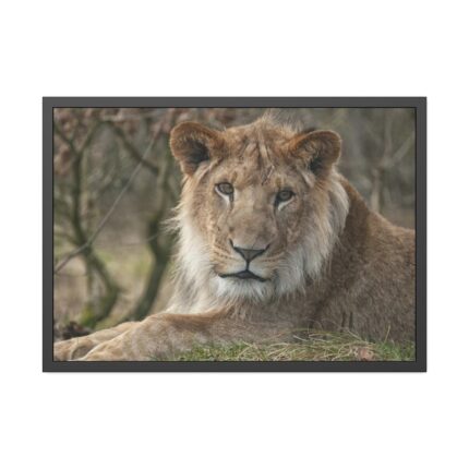 Beautiful Male Lion Framed Poster