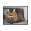 93854-520.jpg Brown Tabby Maine Coon Cat Framed Poster