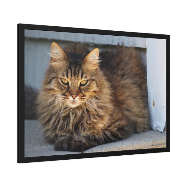 93854-521.jpg Brown Tabby Maine Coon Cat Framed Poster