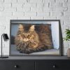 93854-523.jpg Brown Tabby Maine Coon Cat Framed Poster
