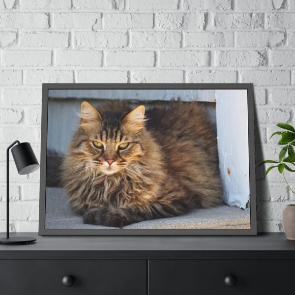 93854-523.jpg Brown Tabby Maine Coon Cat Framed Poster