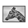 Black-and-White Photo of a Giraffe's Head Framed Poster