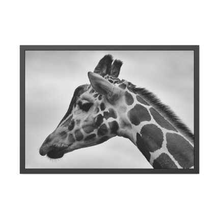 Black-and-White Photo of a Giraffe's Head Framed Poster