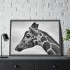 Black-and-White Photo of a Giraffe's Head Framed Poster