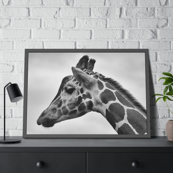 Black-and-White Photo of a Giraffe's Head Framed Poster