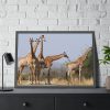 93854-531.jpg Free Giraffes in the Wild Framed Poster