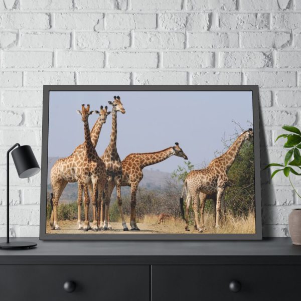 93854-531.jpg Free Giraffes in the Wild Framed Poster
