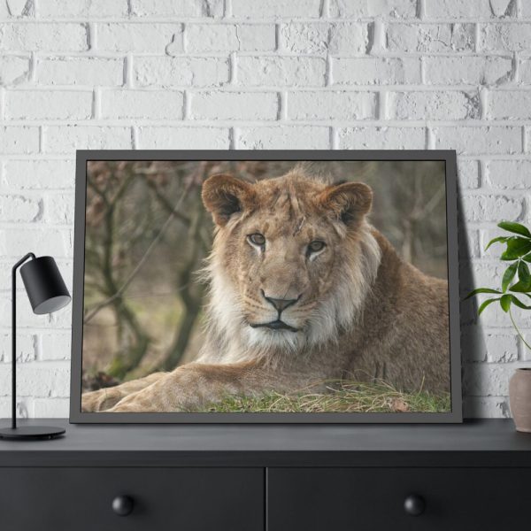 Beautiful Male Lion Framed Poster