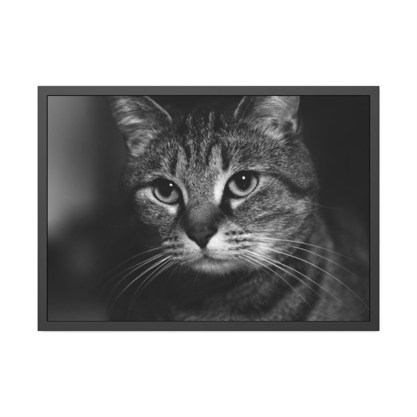 Cute European Shorthair Cat Framed Poster