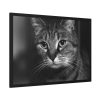 Cute European Shorthair Cat Framed Poster