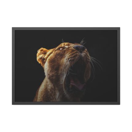 Lion Roar Framed Poster