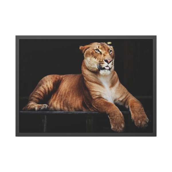 Hercules the Liger Framed Canvas