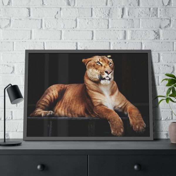 Hercules the Liger Framed Canvas