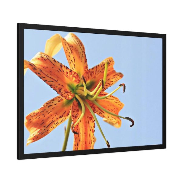 Lily Flower Framed Poster