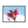 Garden Lily  Framed Poster