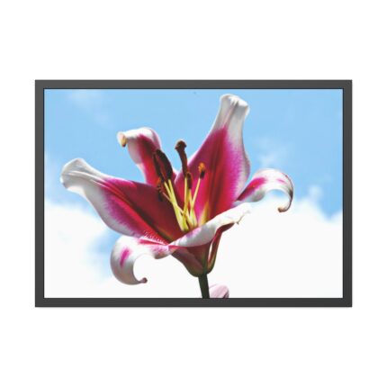 Garden Lily  Framed Poster