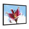 Garden Lily  Framed Poster