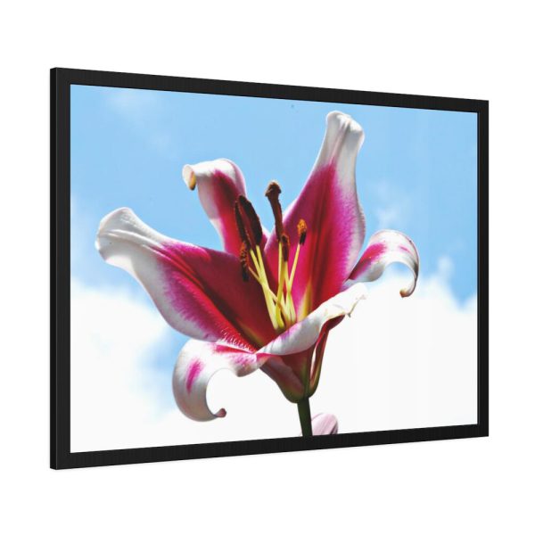 Garden Lily  Framed Poster