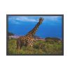 Giraffe in the Wild Framed Poster