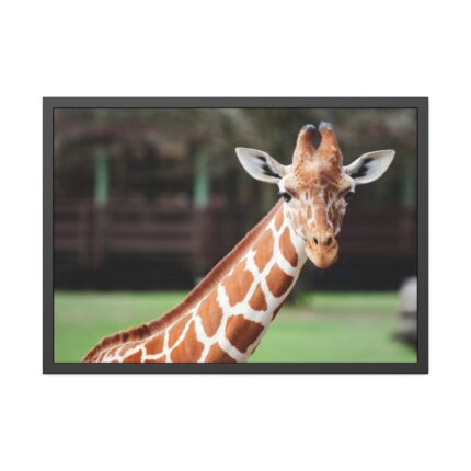 Giraffe at The Montgomery Zoo in Oak Park Framed Poster