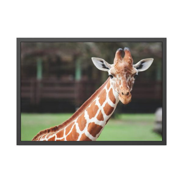 Giraffe at The Montgomery Zoo in Oak Park Framed Poster