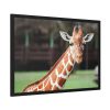 Giraffe at The Montgomery Zoo in Oak Park Framed Poster