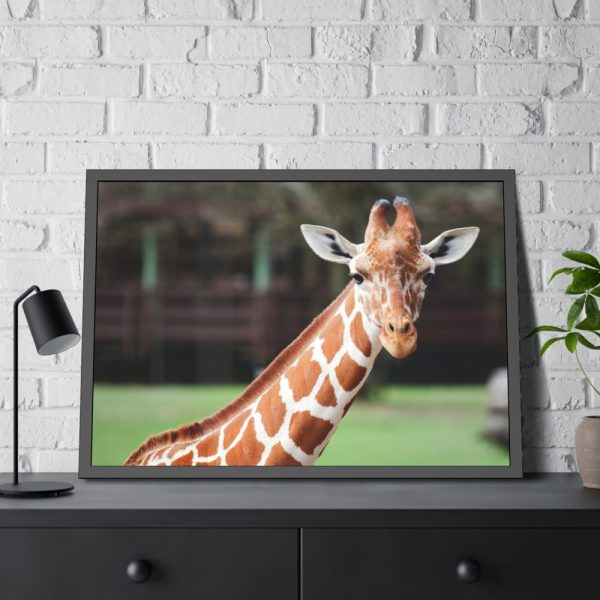 Giraffe at The Montgomery Zoo in Oak Park Framed Poster